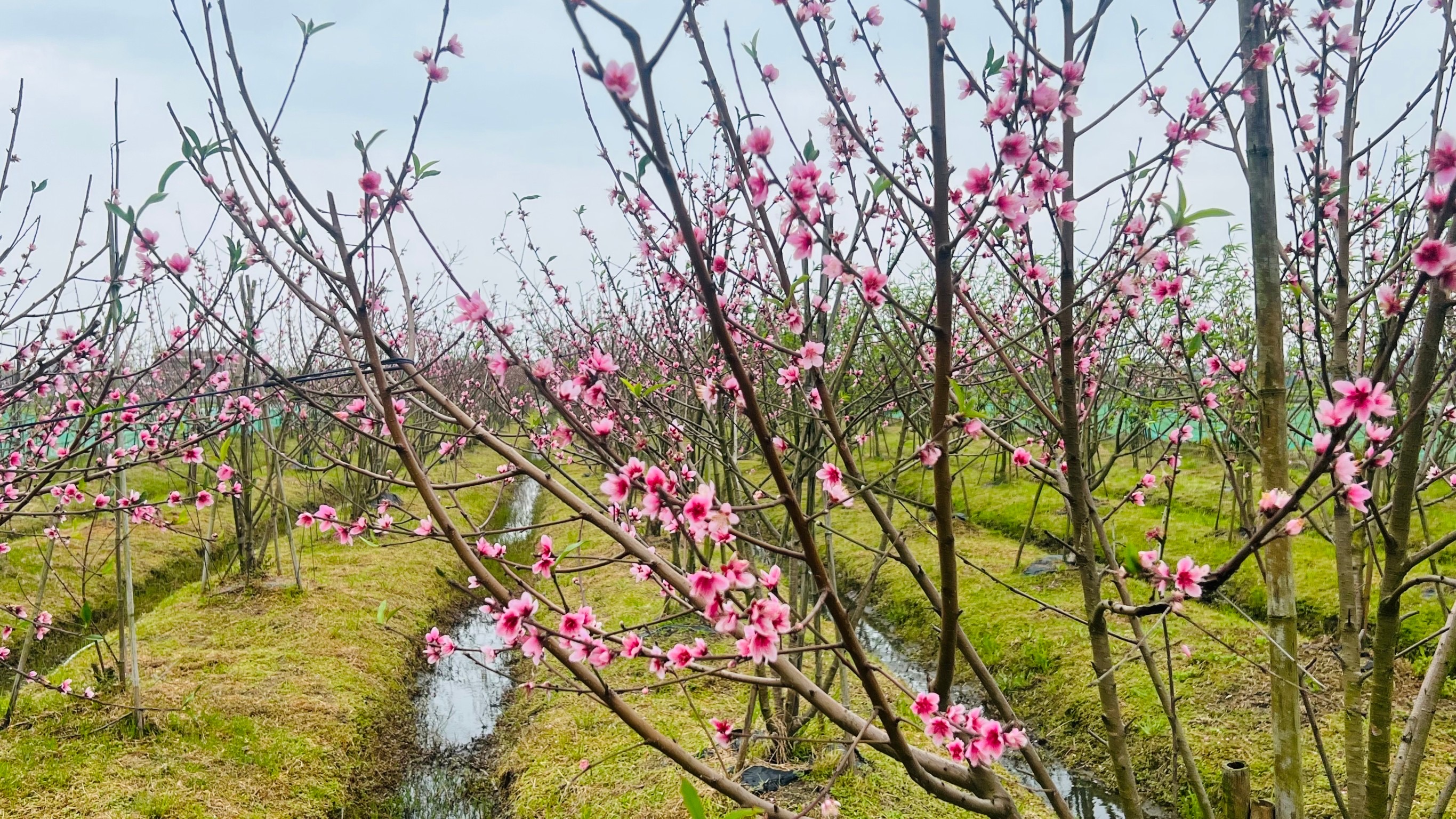 生基造命財炁桃花